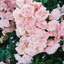 reef-seed