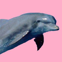 I'm a dolphin, bitch.