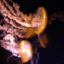 imajellyfishnoreally