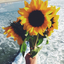 thesunflowerground