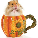 hamsters-in-pumpkins avatar