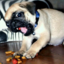 metalpug