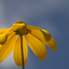exotic-lemon