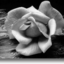 genuinelyme-blog