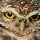 owlsonmymind avatar