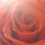tumblrvalentinecards