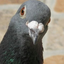 birthdaypigeon