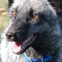 strangevibezz:  erinkyan:maythefoxbewithyou:Pouncing lessons with dad.OH MY GOODNESS  Watching videos of Vader always break my heart