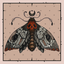 velvetmoonmoth