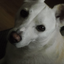i-love-dogs-and-whatever-blog