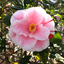 pricklepear55