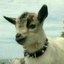 your-glassy-eyed-goat