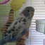 birdsaresuperior-blog