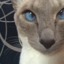 7-fluffers:  Button was feeling very chatty today