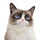 realgrumpycat