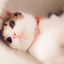 mallow-cat