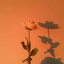 bbg-belle