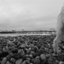 brightonmark
