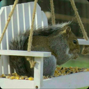 squirrelygirl2 avatar
