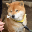 marie-shiba