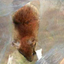 peromyscus-keeni