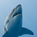 passionate-sharks avatar