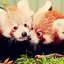 2monde-animals
