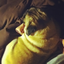 cinnamonpug