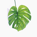 life-of-plants avatar