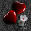 tulipnoiree