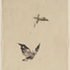springflowerakina