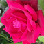 pinkmagick
