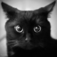 gatonegromv