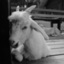 thelittlepinklamb
