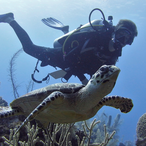 XXX Mexico creates vast new ocean reserve to photo