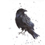 angryravens