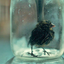 drowningortolan
