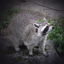 roadkill-raccoon