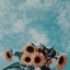 yellowrosebloom