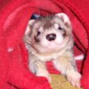 cannonball-the-ferret:  He loves this jingle