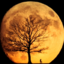 themooninmoonshine