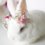 softybunn