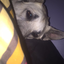 mysterioussharkking