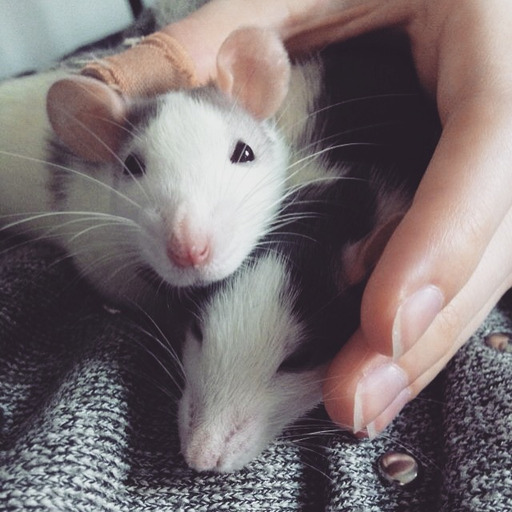 english-rats:  My personal hand washer and manicurist.