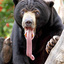 fuglythebear