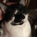 just-cat-owner-things:Ma’am, I was going to use that…