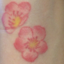 cherryblossomrant