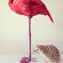 hedgehogsandflamingos avatar