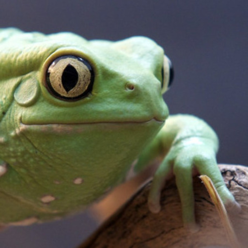 frogs: frogs:  hhhhhhhhhhhhh Frog Orb damp adult photos