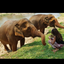 elephantspice